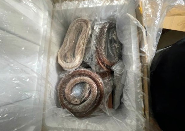 In some packages, the products were concealed beneath packaged rattlesnake, pictured here. A half-dozen smugglers shipped raw goose and duck intestines from China into the U.S., flouting food safety rules to sell the prohibited bird innards to New York City restaurants, federal prosecutors said Tuesday, March 5, 2024. (UNITED STATES DISTRICT COURT EASTERN DISTRICT OF NEW YORK)