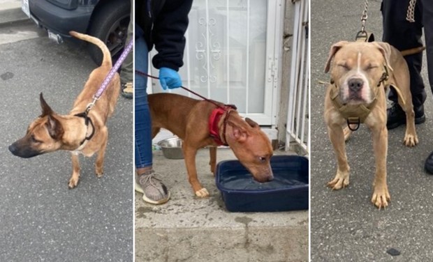 Cops have released images of the animals, which were found "abused and malnourished" after cops executed a search warrant at the Beach 44th St. home in the Rockaways about 6 a.m. Monday, March 4, 2024. (NYPD)