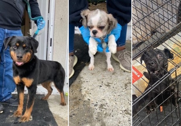 Cops have released images of the animals, which were found "abused and malnourished" after cops executed a search warrant at the Beach 44th St. home in the Rockaways about 6 a.m. Monday, March 4, 2024. (NYPD)
