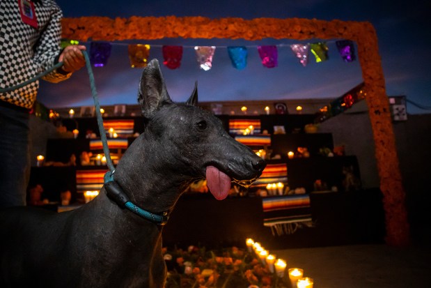 TIJUANA, MEXICO - NOVEMBER 1: A Xoloitzcuintle dog in an offering inside the Caliente Stadium as part of Day of the Dead celebration prior the 15th round match between Tijuana and Tigres UANL as part of the Torneo Apertura 2023 Liga MX at Caliente Stadium on November 1, 2023 in Tijuana, Mexico. (Photo by Francisco Vega/Getty Images)