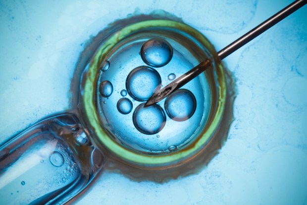 In vitro fertilization (Shutterstock)